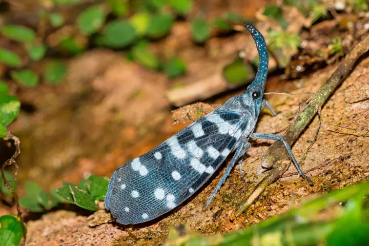 Sihnaraja Rain Forest