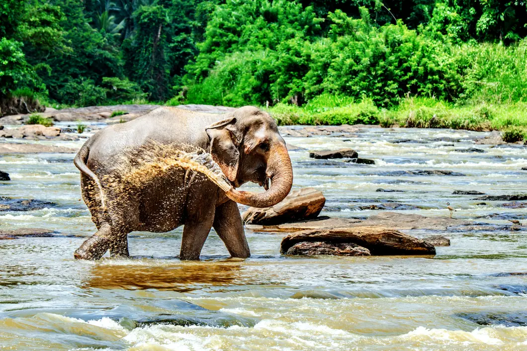 Pinnawala Elephant Orphanage