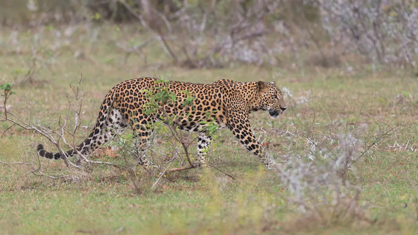 Yala Safari