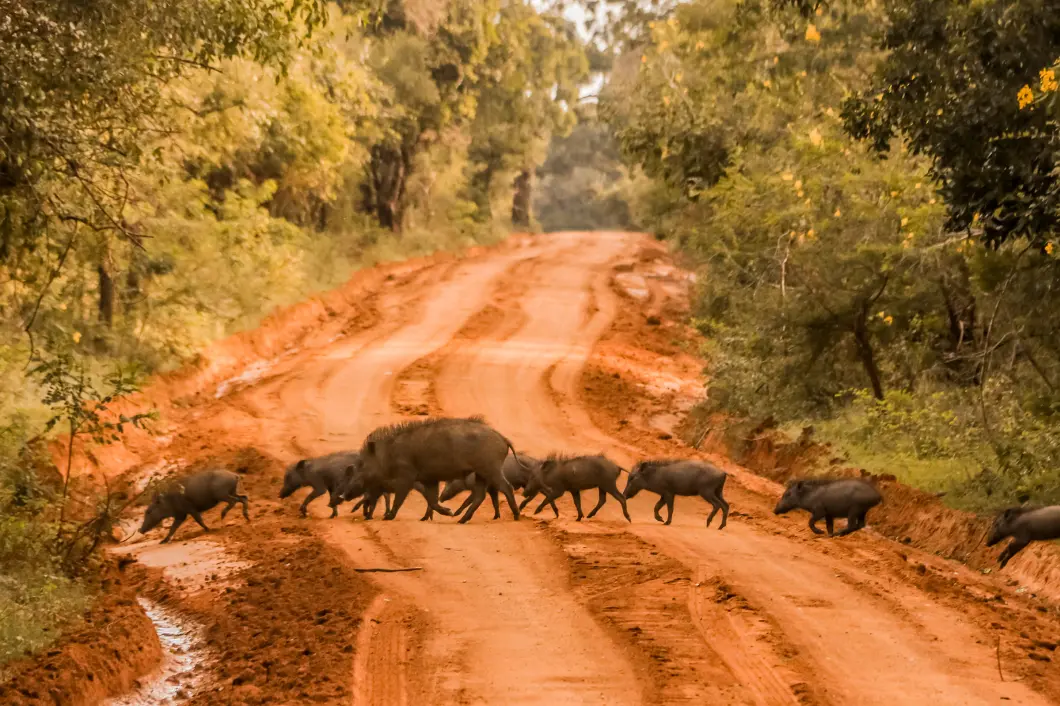 Yala Jeep Safari