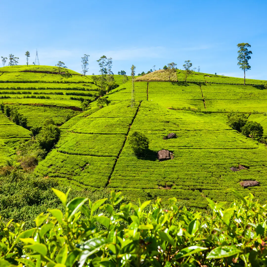 Tea Plantations